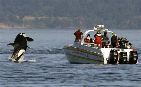 Southern Resident Orcas Spotted In Home Waters Off San Juan Island