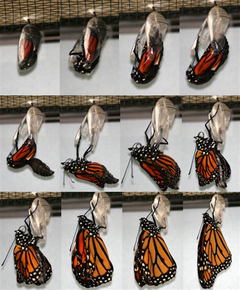 monarch butterfly life cycle metamorphosis chrysalis and adult page 2