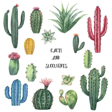 Watercolor Vector Set Of Cacti And Succulent Plants Isolated On White