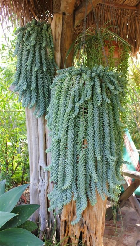 Donkey Tails Perhaps The Most Fun Thing About Succulents Is Their