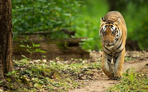 Essential Guide For Tiger Safaris In India Tiger Safari India Blog