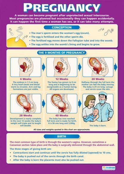 Pregnancy Poster Informative Pinterest Pregnancy And Poster