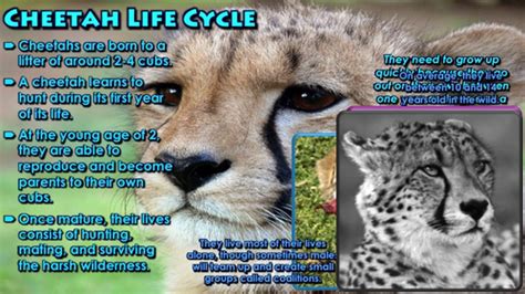 Cheetah Life Cycle Pictures 55 Koleksi Gambar