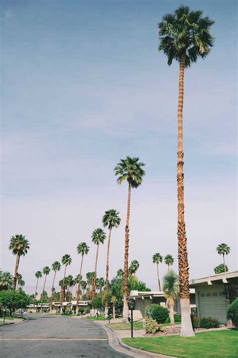 Palm Tree Lined Street In Palm Spring California By Lucas Saugen