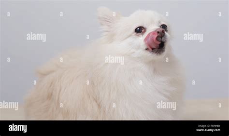 White Pomeranian Dog Licking Stock Photo Alamy