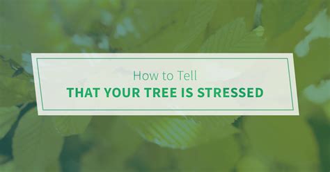 Tree Trimming Chicago How To Tell That Your Tree Is Stressed