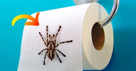 Cómo alejar a las arañas de casa de una vez por todas no volverán