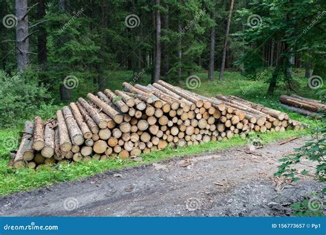 Cut Trees Trunks Heap Stack Logging Industry Forest Lumber Stock Image