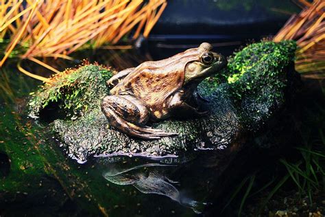 Frog Vancouver Aquarium Frog Animals Photos Animales Pictures