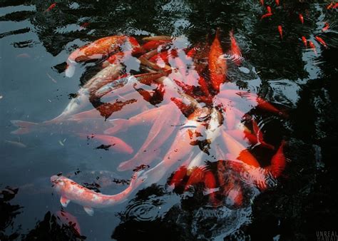 Byodo In Temple Koi Fish Pond Japanese Goldfish Koi