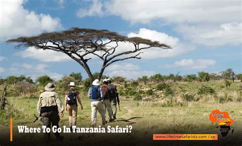 Tanzania Safari Tours Tips For Planning A Successful Tanzania Safari