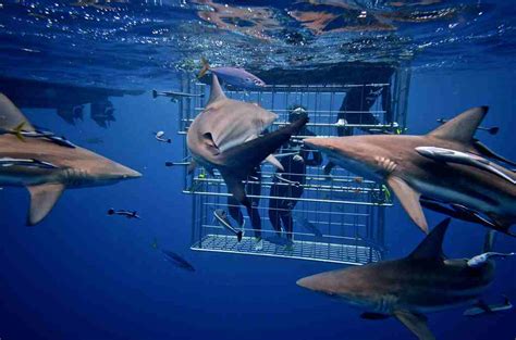 Everything You Need To Go Shark Cage Diving In Cape Town Shark Diving