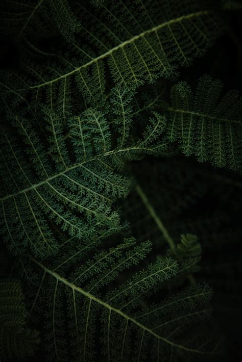 Fern Plant Leaves Macro Green Hd Phone Wallpaper Peakpx