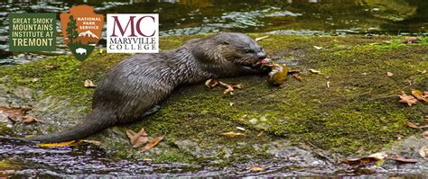 Otter Spotter In Great Smoky Mountains National Park · Inaturalist Nz