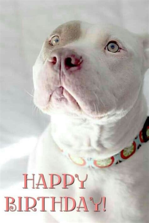 Happy Birthday Pitbull Terrier Dogs American Pitbull Terrier