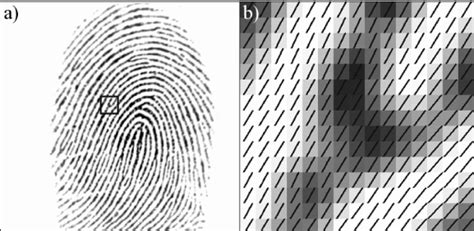 A Original Fingerprint Image B Magnified Area With Marked Dominant