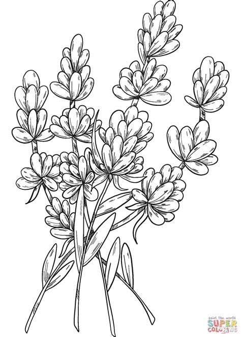 Lavender Coloring Page Free Printable Coloring Pages