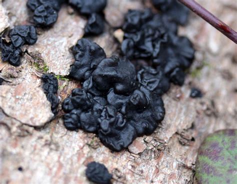 Jelly Fungus Fungi An English Wood