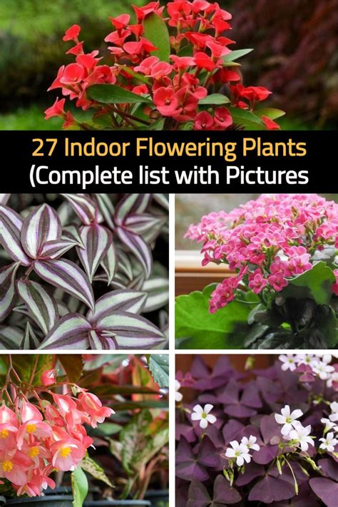 How Would You Like To Have A Complete List Of Indoor Flowering Plants