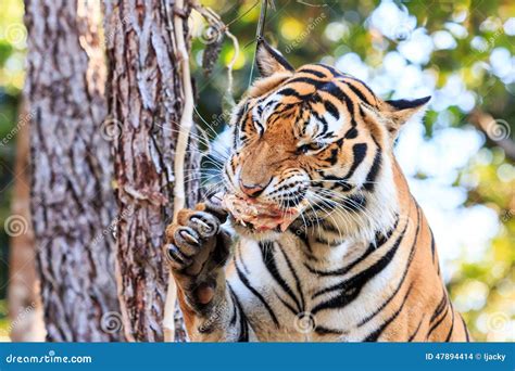 Bengal Tiger Panthera Tigris Tigris Eating Meat In The Zoo Stock