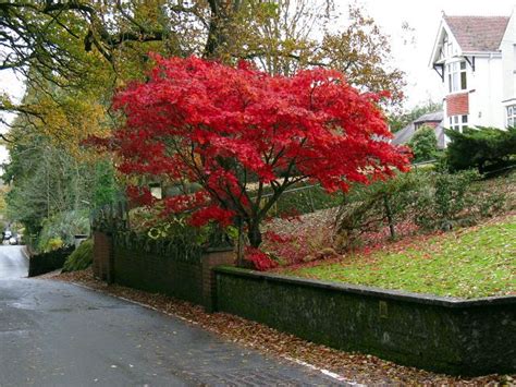 Red Maple Leaves On Folland Road © Nigel Davies Geograph Britain And