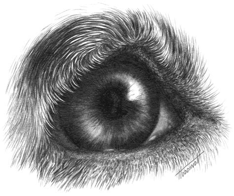 Draw Realistic Dog Eye Dog Drawing Pencil Drawings Of Animals Black