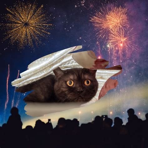 Cats Protections Help And Advice On Fireworks Plus Mine Advocating