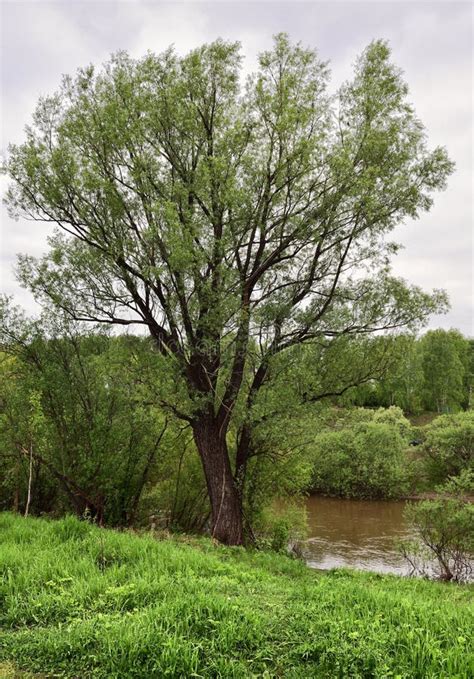 Tree On The River Bank Vertically Stock Photo Image Of Distance