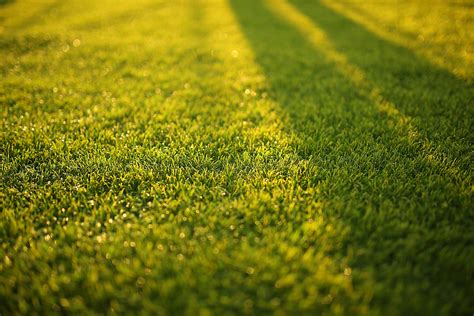 Closeup Photography Of Grass Field · Free Stock Photo
