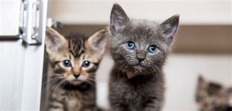 Thinking of visiting manhattan puppies & kittens in new york city? Are You in the New York City Area? Do You Love Kittens ...