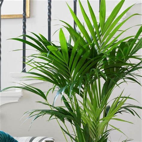 Howea Forsteriana Kentia Palm The Best Palm For Indoors 100cm