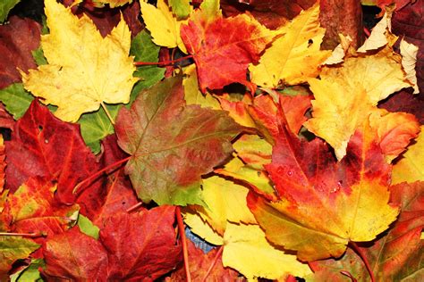 1280x800 Wallpaper Yellow Red Maple Tree Leaves Peakpx