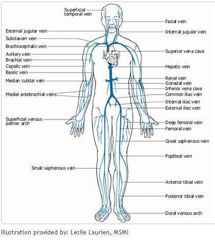 The radial artery supplies the arm and hand with o. Dr Will McCarthy's Science Site: Major Arteries and Veins ...