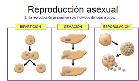 seres vivos de reproduccion asexual