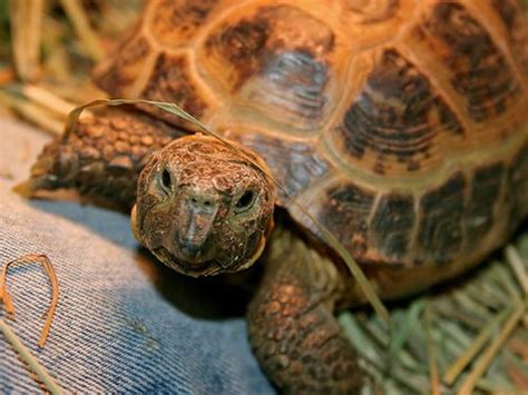 Russian Tortoises For Sale The Turtle Source Ph