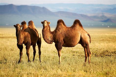 Where Do Camels Live Worldatlas