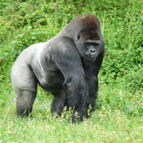 Silverback Gorilla Backgrounds → Animals Gallery