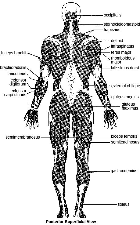 Major Posterior Skeletal Muscles
