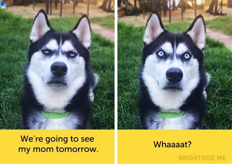 15 Dogs Whose Facial Expressions Are Downright Hilarious Small Joys