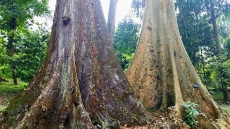 Fakta Di Balik Mitos Pohon Jodoh Di Kebun Raya Bogor Berusia 136 Tahun