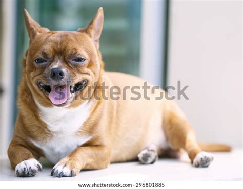 Very Fat Brown Chihuahua Dog Stock Photo Edit Now 296801885
