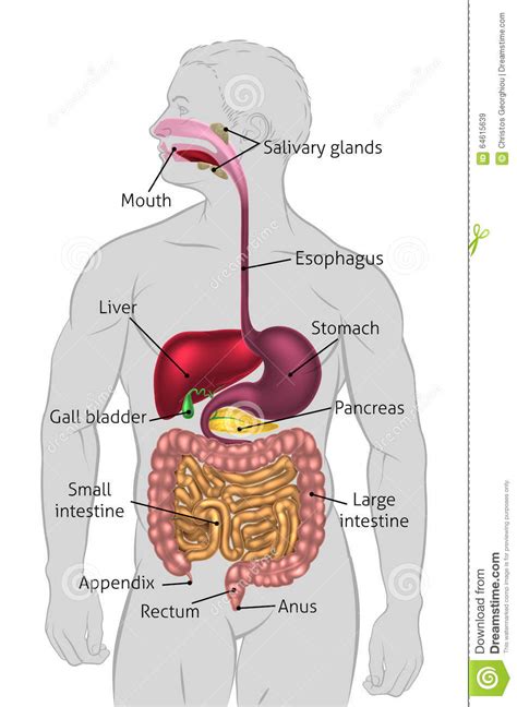 A Ilustração Abaixo Representa Esquematicamente O Sistema Digestório Humano