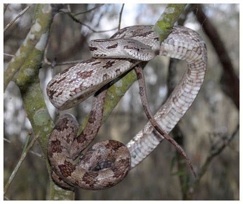 Gray Rat Snake Florida Backyard Snakes