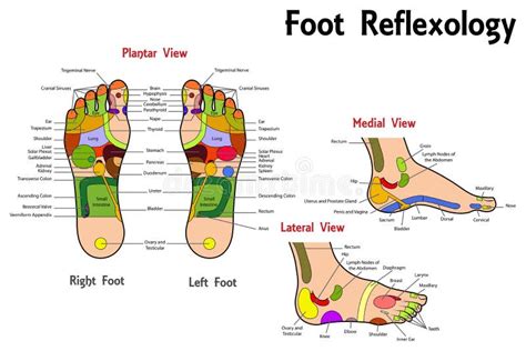 Foot Reflexology Chart Poster Laminated