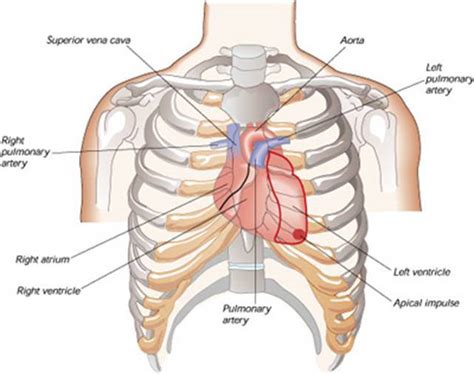 Terdapat beberapa bahagian penting seperti yang ditunjukkan dalam gambarajah 1. bisa dilihat bahwa letak jantung manusia berada pada ...