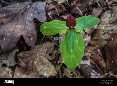 Toadshade Trillium Sessile Aka Sésiles Y Sapo Trillium Trillium