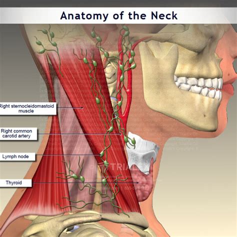Related Image Neck Muscle Anatomy Anatomy Of The Neck Throat Anatomy