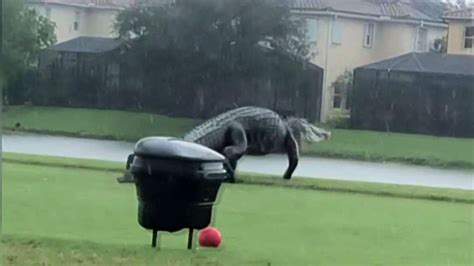 massive alligator spotted walking across florida golf course