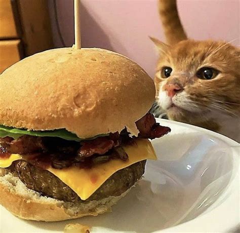 Cat Cats Burger Silly Cats Pictures Funny Animal Photos Cute Funny
