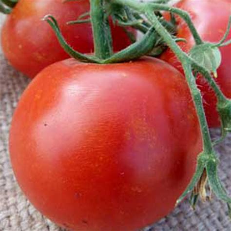 Floradade Tomato Seeds 25 Seeds Heirloom Open Pollinated Non Gmo